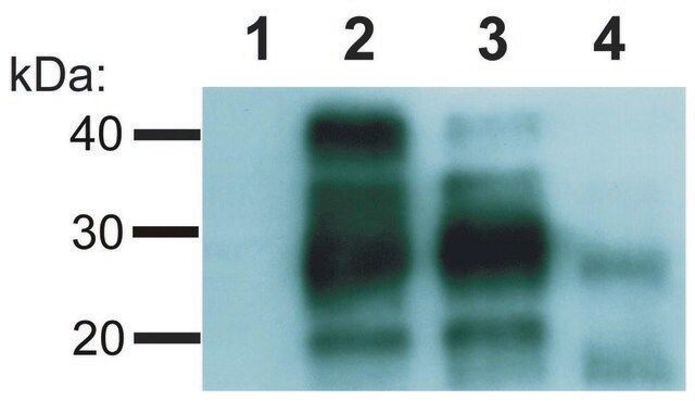 Monoclonal Anti-CD230 antibody produced in mouse