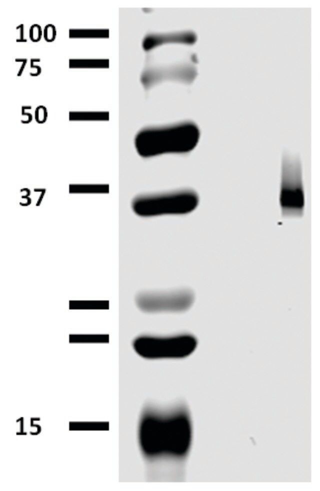 Monoclonal Anti-CD326 antibody produced in mouse