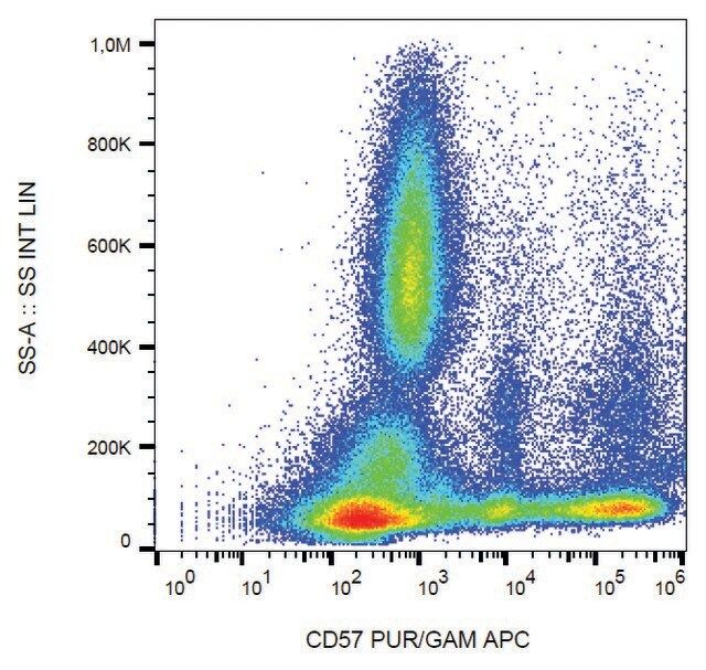 Monoclonal Anti-CD57 antibody produced in mouse