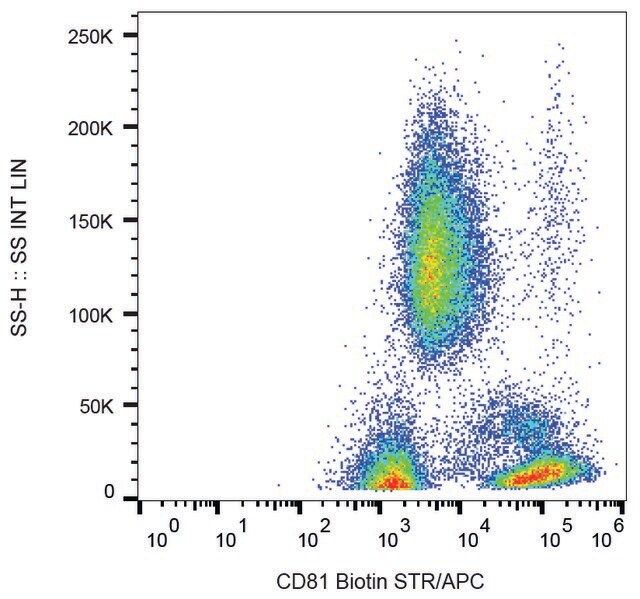 Monoclonal Anti-CD81 antibody produced in mouse