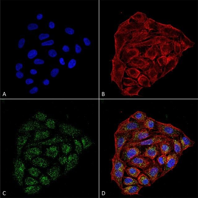 Monoclonal Anti-CD74 antibody produced in mouse