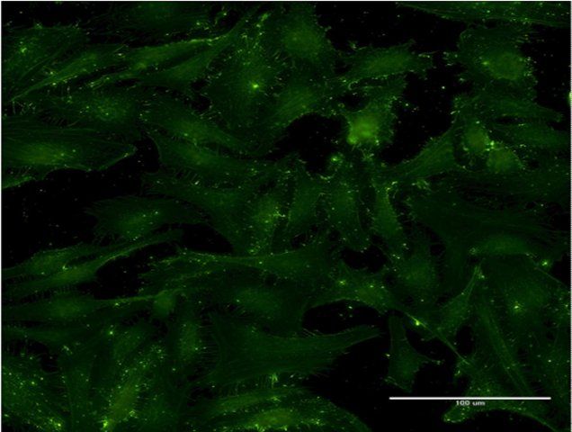 Monoclonal Anti-CD9 antibody produced in mouse