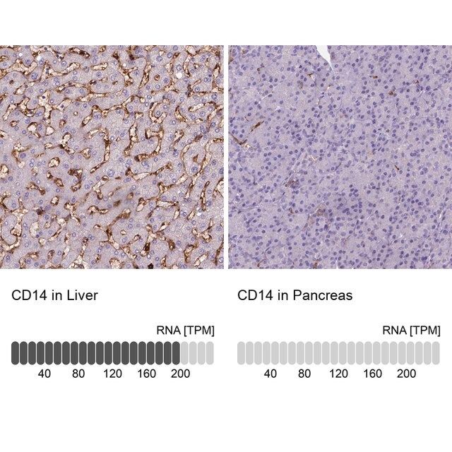 Monoclonal Anti-CD14 antibody produced in mouse