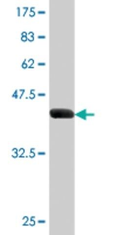 Monoclonal Anti-CEBPG antibody produced in mouse