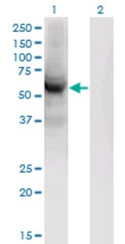 Monoclonal Anti-CEP55 antibody produced in mouse