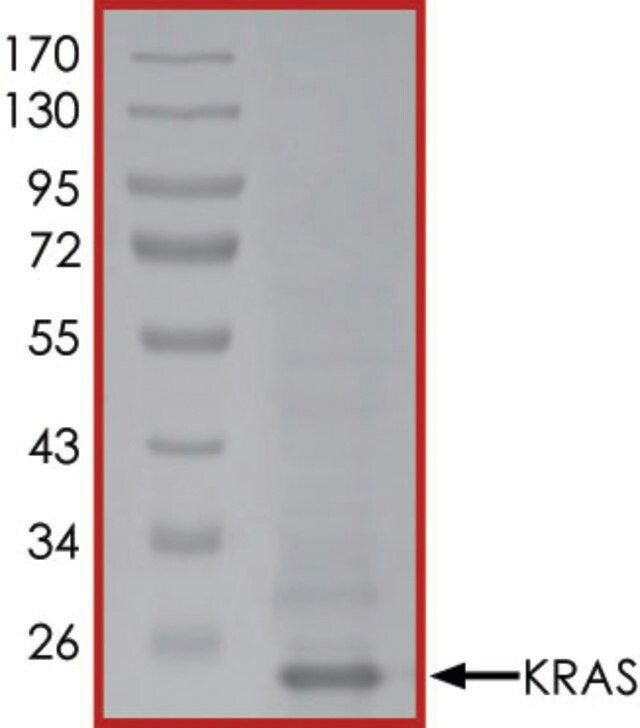 KRAS (Mature Form), Active