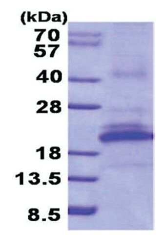 KLRB1 human