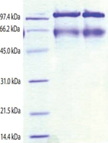 Kininogen,HMW from human plasma