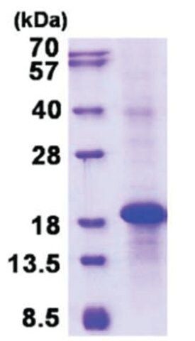 KLRC3 human