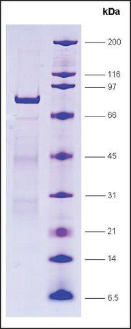 LRH-1, GST tagged human