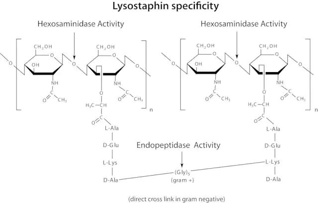 Lysostaphin from <i>Staphylococcus staphylolyticus</i>