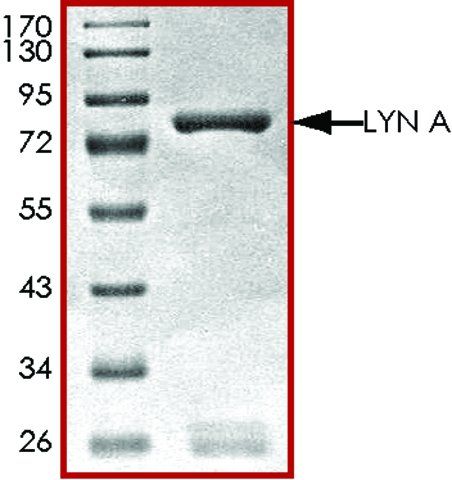 LYN A, active, GST tagged human