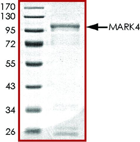 MARK4, active, GST tagged human