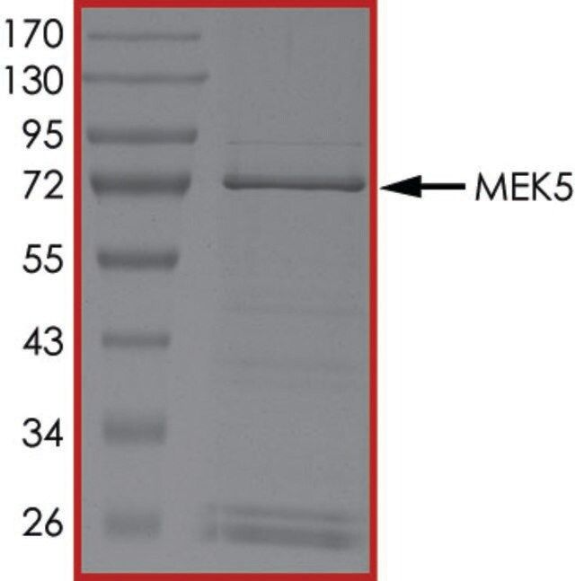 MEK5, Active