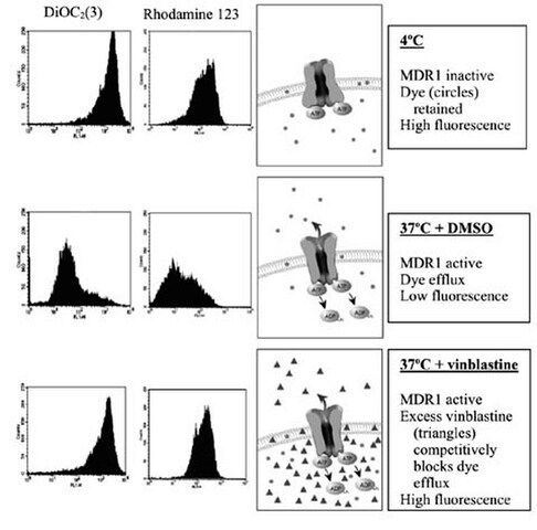 MDR1 Efflux Assay