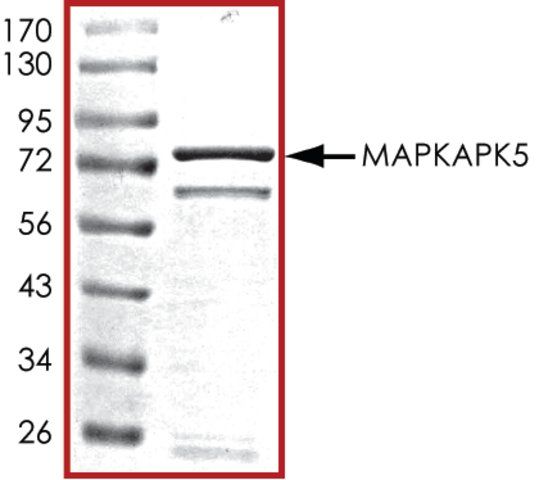 MAPKAPK5, active, GST tagged human