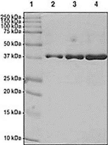 BRD3 (24-144) GST tag human