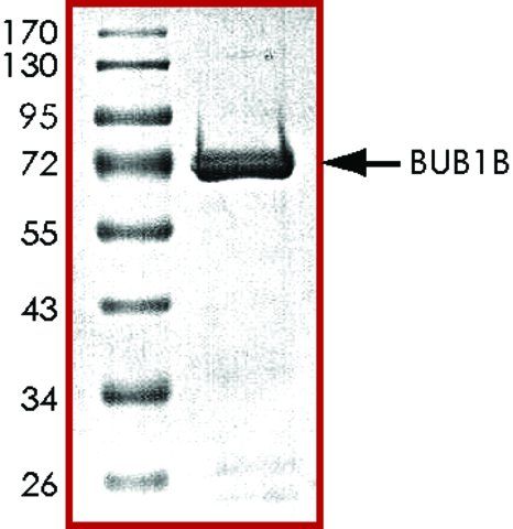 BUB1B, active, GST tagged human