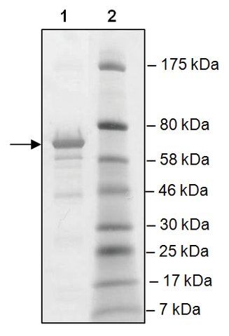 BRD2, BD1, BD2 (65-459) GST tag human