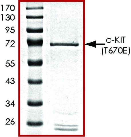 c-KIT (T670E), active, GST tagged human