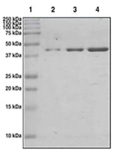 BRM (1367-1511) GST tag human