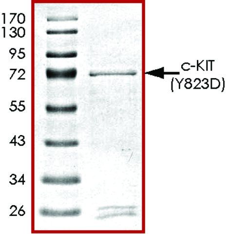 c-KIT (Y823D), active, GST tagged human