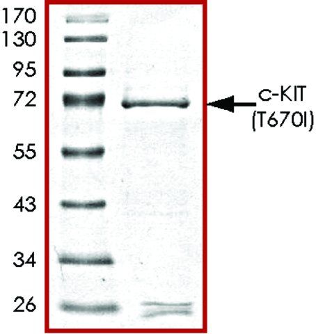 c-KIT (T670I), active, GST tagged human