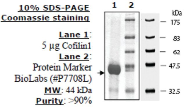 Cofilin 1 Active human