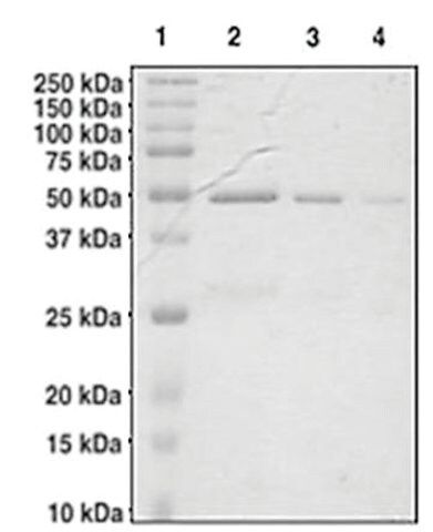 DNA Methyl transferase 3L (160-387) human