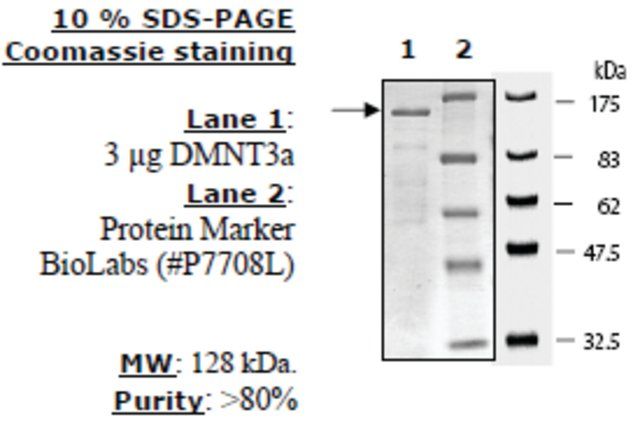 DNMT3a Active human