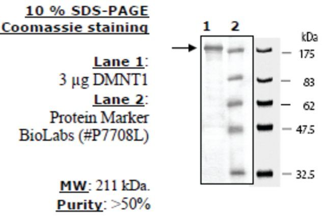 DNMT1 Active human