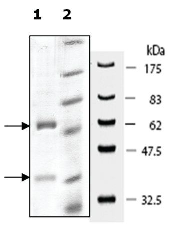 DNMT3A/DNMT3L active human