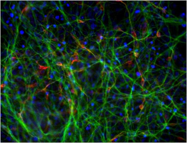 Dopaminergic Differentiation Growth Factor Sampler