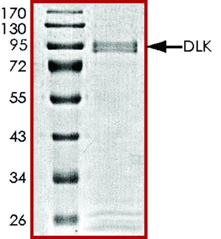 DLK, GST tagged human