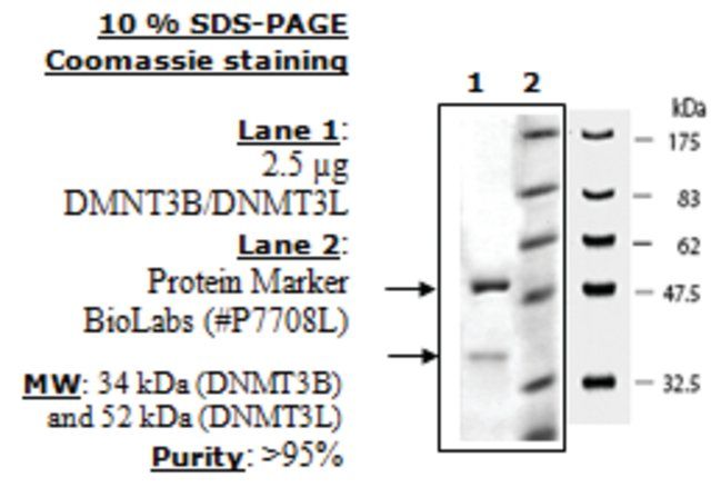 DNMT3B/DNMT3L Active human