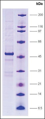 Dr1 (NC2, 19 kDa), GST tagged human