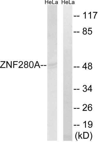 Anti-ZNF280A antibody produced in rabbit