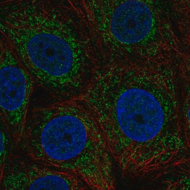 Anti-ZNHIT3 antibody produced in rabbit