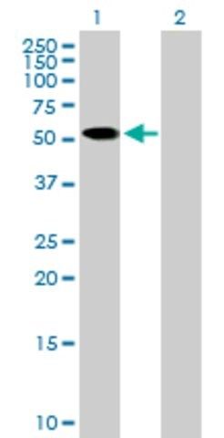 Anti-ZNF410 antibody produced in mouse