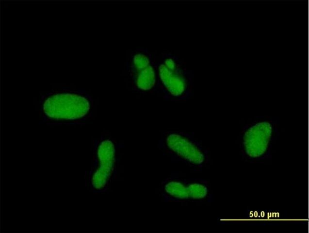 Anti-ZNF257 antibody produced in mouse