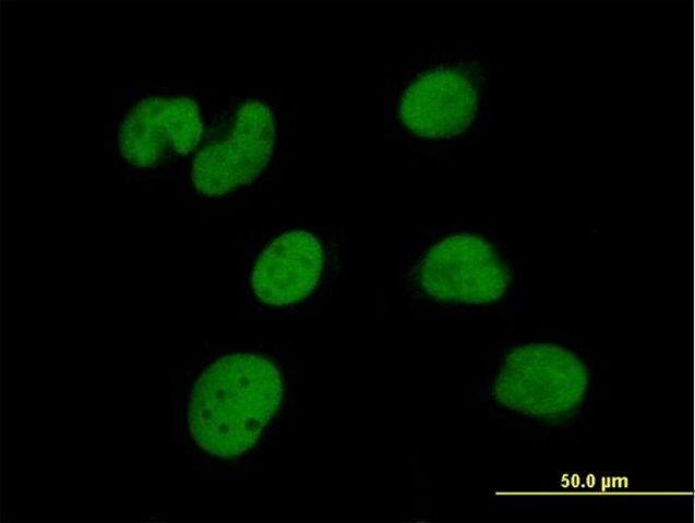 Anti-ZNF490 antibody produced in mouse