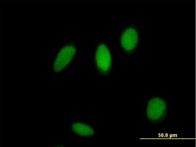 Anti-ZNF83 antibody produced in mouse