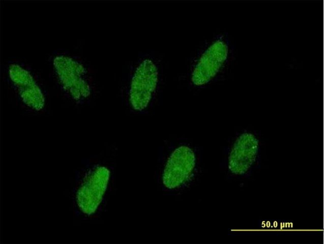 Anti-ZNF343 antibody produced in mouse