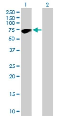 Anti-ZNF317 antibody produced in mouse