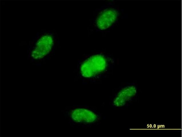 Anti-ZNF446 antibody produced in mouse