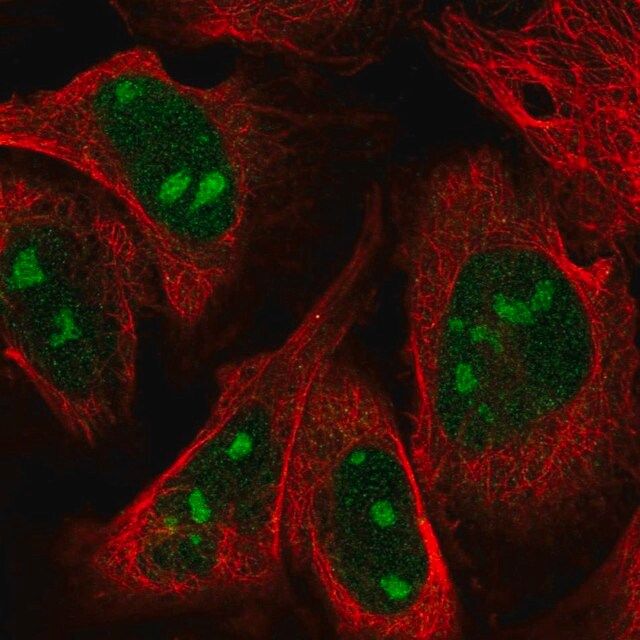 Anti-ZNF507 antibody produced in rabbit