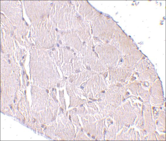 Anti-Wnt10a antibody produced in rabbit