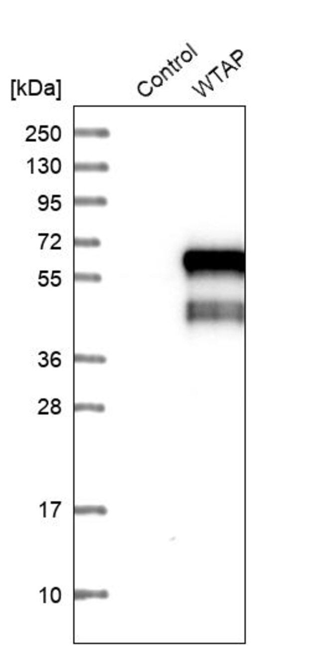 Anti-WTAP antibody produced in rabbit