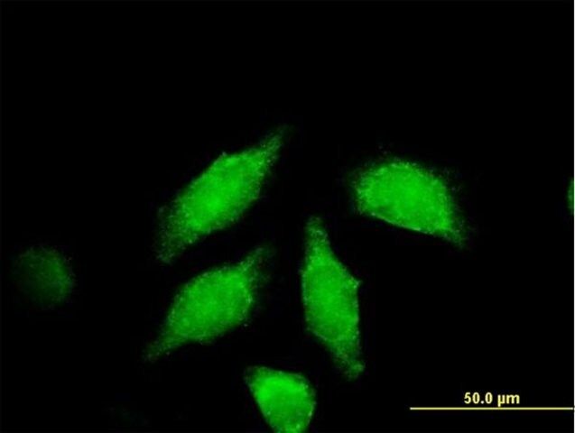 Anti-WNT3A antibody produced in mouse