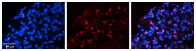 Anti-WWP1 antibody produced in rabbit